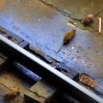 rodent-in-railwy-station-Indore-HD-700×357