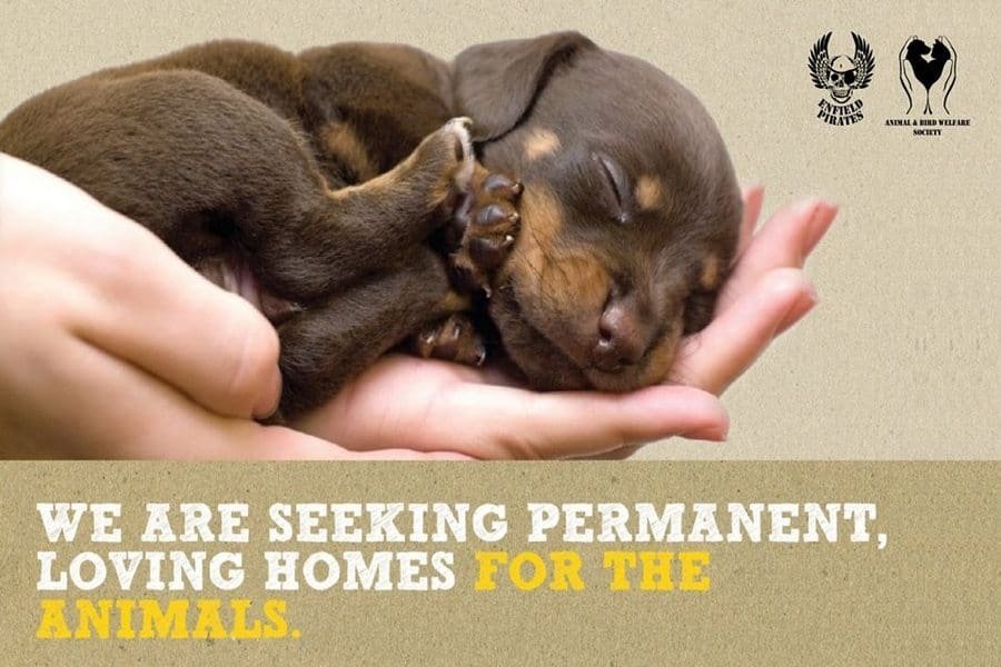 Pirates-pet-adoption-awareness-ride-indore-indorehd