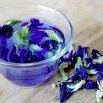 butterfly blue pea