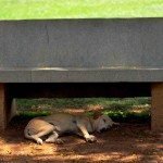 dog in shade-Tips To Protect Yourself During Summer-indorehd