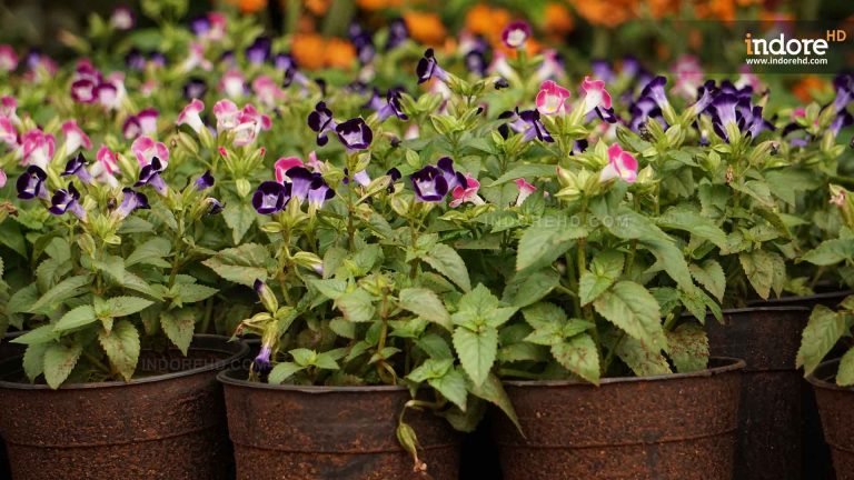 Terrace Gardens: Perfect Way to Bring Serenity at Your House