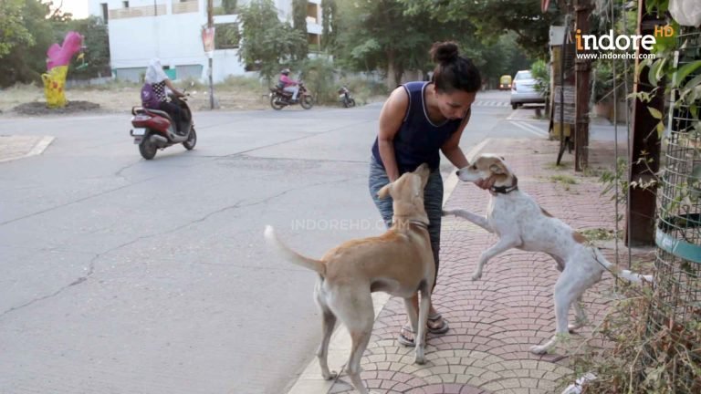 Dogitization – An Excellent Initiative for Street Dogs of Indore