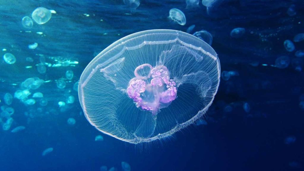 robotic jellyfish