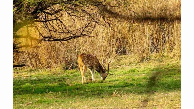 Planning to visit Indore? These places should be on your wishlist!