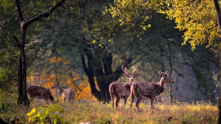 These places in MP are a must visit during the Monsoons!