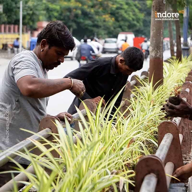 Indore- plant trees- IndoreHD