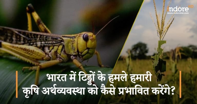 How Will Locust Attacks in India Affect Our Agricultural Economy?