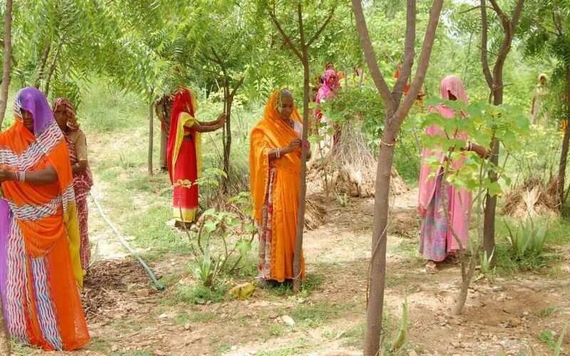 planting trees 