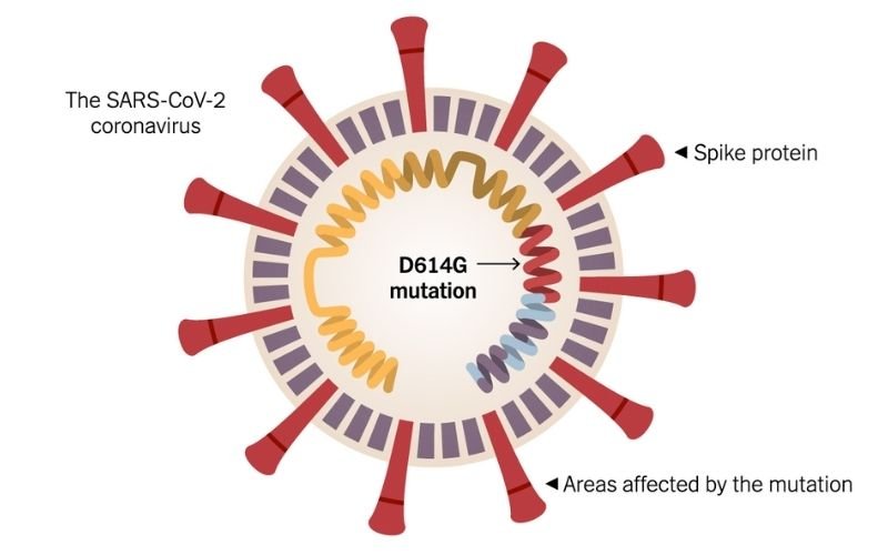 d614g virus