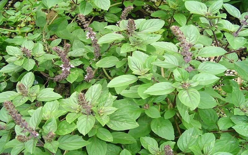 Ayurveda herbs forest basil