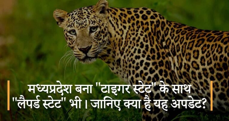मध्यप्रदेश बना “टाइगर स्टेट” के साथ “लैपर्ड स्टेट” भी। जानिए क्या है यह अपडेट?