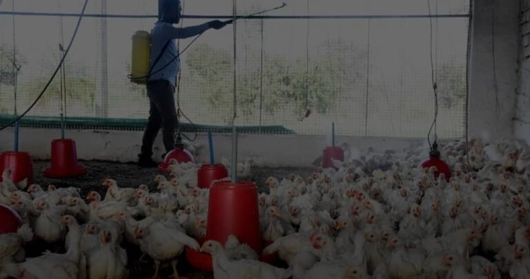 How to avoid bird flu? Take these precautions with eggs and chicken