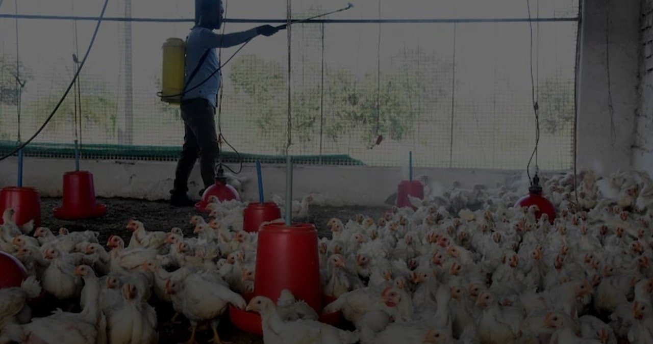 How-to-avoid-bird-flu-Take-these-precautions-with-eggs-and-chicken-featured-image