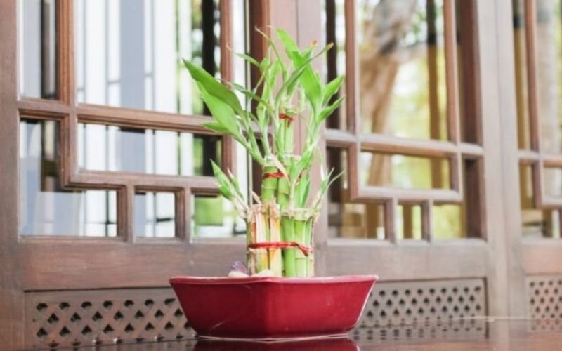 9 indoor plant as air purifier 